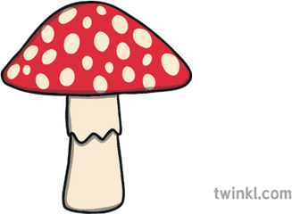 Toadstool Mushroom Fungus Plant Ks1 - Water Bottle Half Full Png