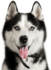 Male Siberian Husky Dogs - Husky Real Dogs For Sale Png