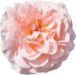 The Collection U2014 Drift Roses - Apricot Drift Rose Png