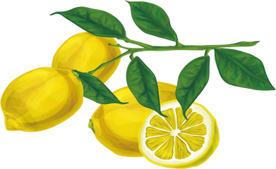 Picture - Lemon Branch Png