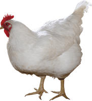 White Chicken Png Image