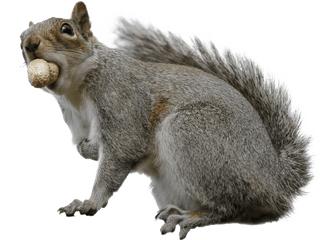 Squirrel Download Transparent Png Image - Fox Squirrel