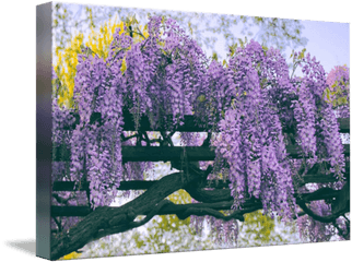 Wisteria Floribunda - Japanese Wisteria Png