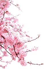 Bunga - Japanese Cherry Blossom Png