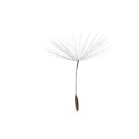 Dandelion Free Download PNG HQ