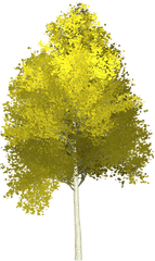 Download Forest Aspen Tree Painted Nature Green - Aspen Tree Transparent Background Png