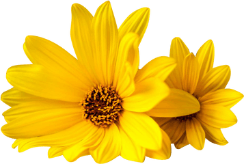 Yellow Flowers Transparent Background - Yellow Flowers Transparent Background Png