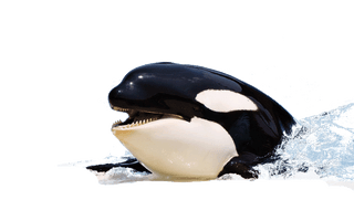 Killer Whale Picture - Free PNG