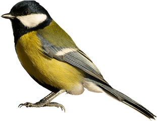 Birds Png Image - Bird Transparent Background