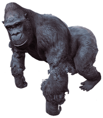 Gorilla - Gorilla Png