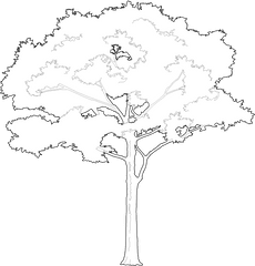 2d Trees - Tree Vector Png White