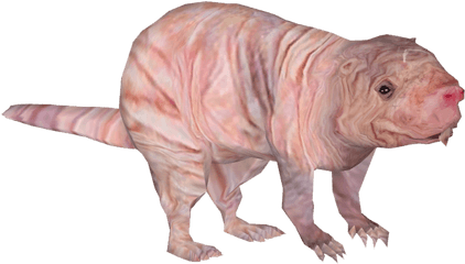 Naked Mole Transparent Png - Stickpng Naked Mole Rat Png