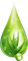 Vera Women Vector Design Clipart Png - Background Aloe Vera Design