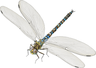 Dragonfly Png Transparent Photo