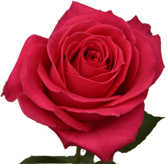 Hot Pink Roses - Rose Png