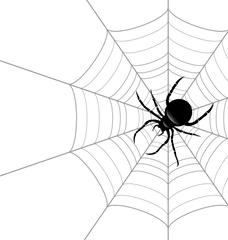 Spider Web Theridiidae Euclidean Vector - Vector Spider On Web Png