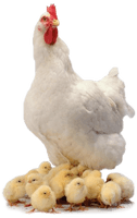 Chicken Png