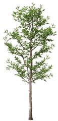 Arbol Png - Tree For Architectural Rendering Png