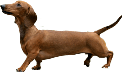 Dachshund Silhouette Png - Dog Photoshop Transparent Brown Weiner Dog Png