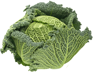 Download Cabbage Transparent Vegetables - Savoy Cabbage Png Savoy Cabbage