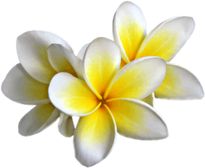 Yellow Flower Png Images 2 Image - Frangipani Png