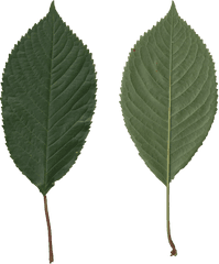 Fileprunus Avium Scanned Leaves Front Rear Sidepng - Scanned Leaves