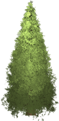 Redwood Tree Painted - Boreal Conifer Png