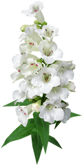 Lily Png Images - Free Png Library Artificial Flower