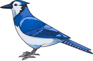 Blue Jay Transparent Png Clipart Free - Blue Jay Bird Clipart