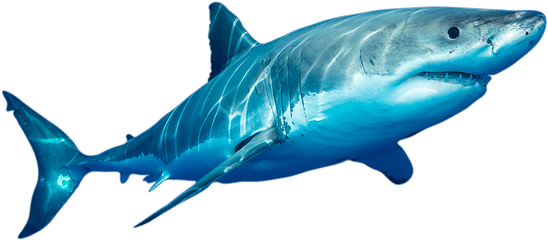 Data Shows The Voyages Of Sharks - Transparent Shark Head Png