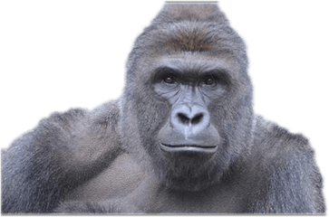 Harambe Transparent Png Clipart Free - Harambe Png