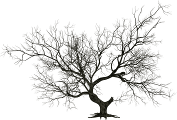 Dying Tree Png Transparent Collections - Dead Tree Png