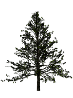 Fir-Tree Free Download Png