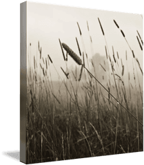 Foggy Field By Alesia Kaye - Grass Png