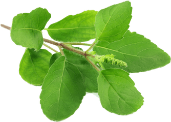 Holy Basil Png File - Tulsi Leaves