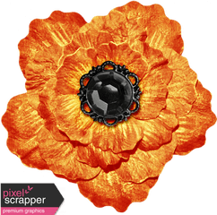 No Tricks Just Treats - Orange And Black Vintage Flower English Marigold Png