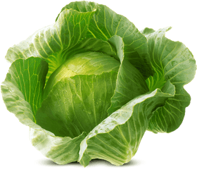 Download White Cabbage Von Elo - Png Cabbage Png Png Image Basil