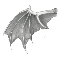 Dragon Wings Transparent Images - Transparent Dragon Wings Png