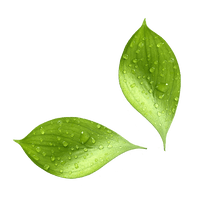 Water Drop Leaf PNG Image High Quality