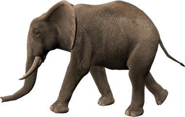 Elephants Png Transparent Image 1920x1080