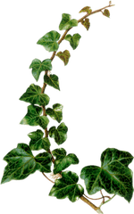 Vintage Botanical Illustration - Poison Ivy Plant Png