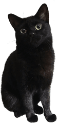 Home - Black Cat Png