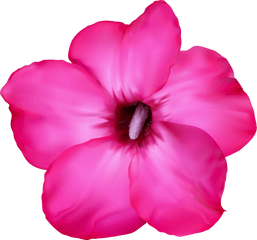 Flower Pink Clip Art Png Image - Desert Flower Png Desert Rose Png