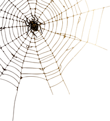 Download Cobweb Png Image With No