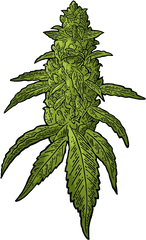 Buds Cannabis Vector Clipart - Kush Weed Vector Png