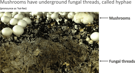 Fungi For The Future Png