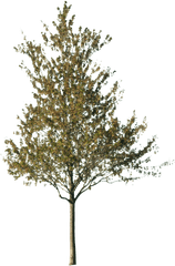 Cut Out Trees Transparent U0026 Png Clipart Free Download - Ywd Tree Cut Out Png