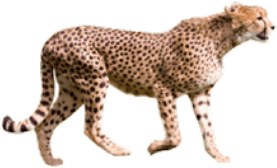 Free Transparent Png Images On Cheetah