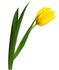 Graphic Freeuse Stock Tulip Png Image - Yellow Tulip Png