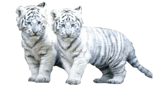 White Tiger Png File